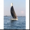Katamaran Hobie Wildcat F18 Details